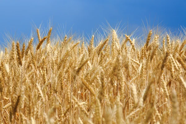 Ears of wheat Royalty Free Stock Photos