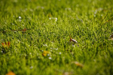 Dizüstü bilgisayarda çalışan genç adam.