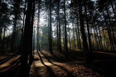 Dizüstü bilgisayarda çalışan genç adam.