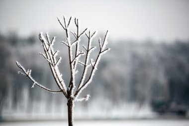 Kış manzarası. Kış sahne. Donmuş tesisleri.