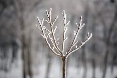 Kış manzarası. Kış sahne. Donmuş tesisleri.