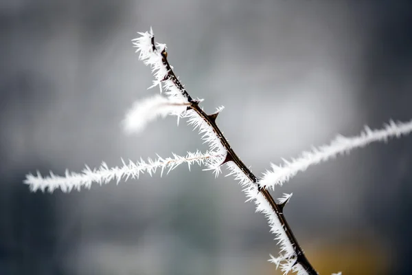 Paysage hivernal.Scène hivernale. Plantes congelées . — Photo
