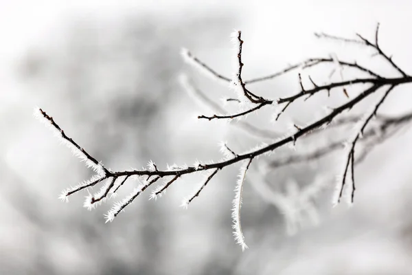 Paysage hivernal.Scène hivernale. Plantes congelées . — Photo