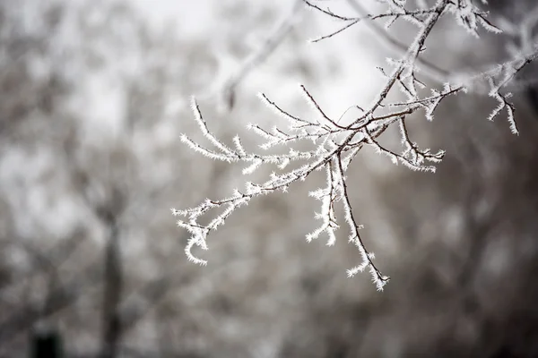 Paysage hivernal.Scène hivernale. Plantes congelées . — Photo