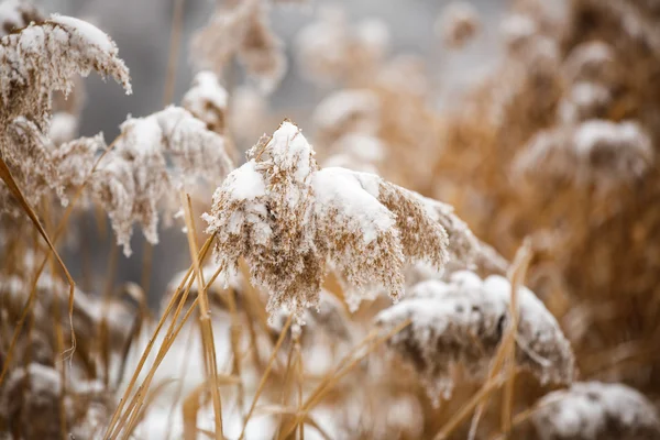 Paysage hivernal.Scène hivernale. Plantes congelées . — Photo