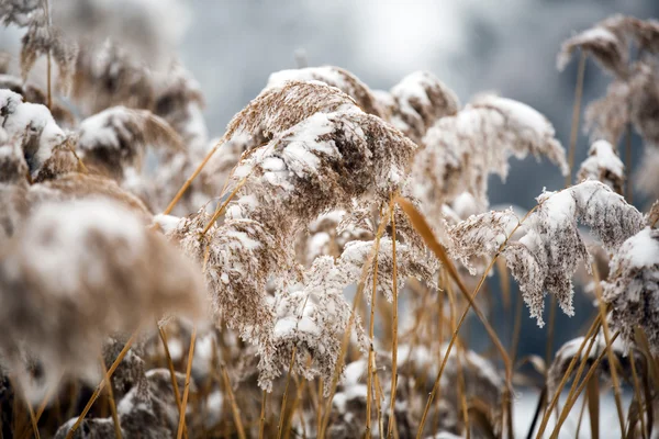 Paysage hivernal.Scène hivernale. Plantes congelées . — Photo