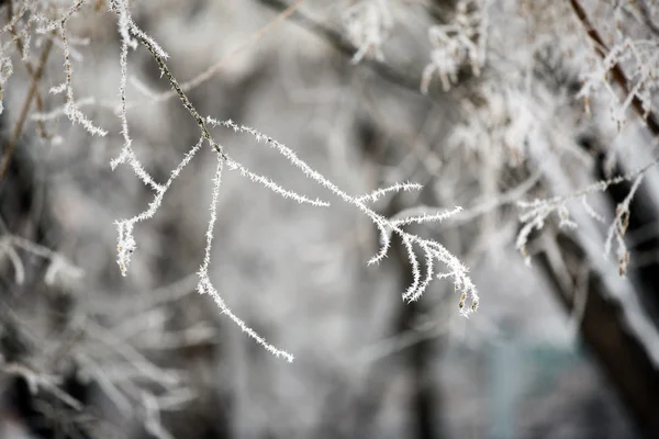 Paysage hivernal.Scène hivernale. Plantes congelées . — Photo