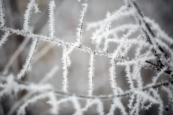 Paysage hivernal.Scène hivernale. Plantes congelées . — Photo