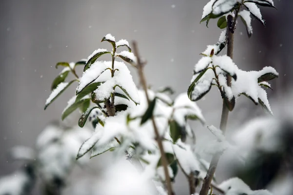 Paysage hivernal.Scène hivernale. Plantes congelées . — Photo