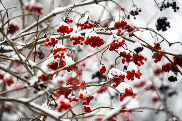 Winterlandschap. Winters tafereel. Bevroren planten. — Stockfoto