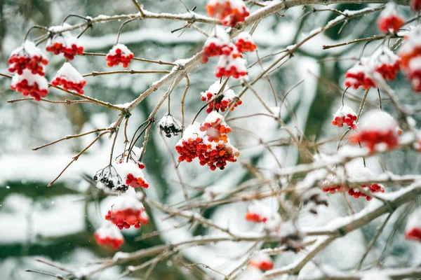 Paysage hivernal.Scène hivernale. Plantes congelées . — Photo