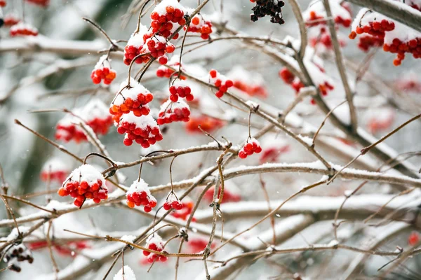 Paysage hivernal.Scène hivernale. Plantes congelées . — Photo