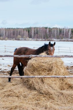 Kahverengi at kışın ağılda saman yer.