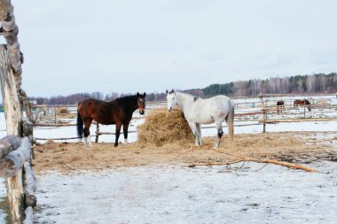 İki at kışın bir ağılda saman yer.