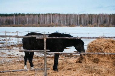 Siyah at kışın saman yer.