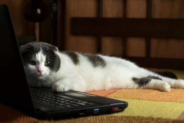 Yatakta dizüstü bilgisayarın önünde yatan umursamaz tembel kedi.