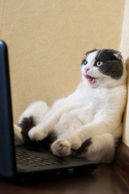 Şaşırmış kedi dizüstü bilgisayarın önünde oturuyor ve monitöre bakıyor.