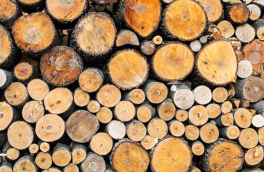 Yeni kesilmiş odunların fotoğrafı, ahşap arka plan.