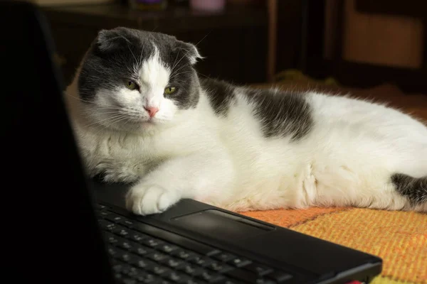 Yatakta Dizüstü Bilgisayarın Önünde Yatan Umursamaz Tembel Kedi — Stok fotoğraf