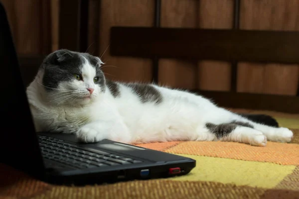 Αδιάφορη Τεμπέλα Γάτα Ξαπλωμένη Μπροστά Από Φορητό Υπολογιστή Στο Κρεβάτι — Φωτογραφία Αρχείου