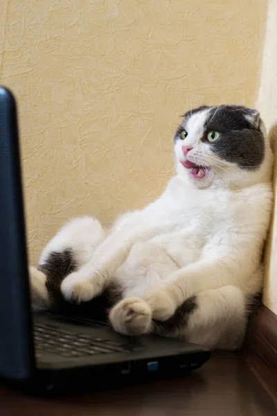 Überraschte Katze Sitzt Vor Laptop Auf Dem Boden Und Starrt — Stockfoto