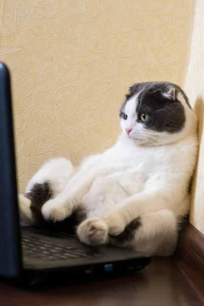 Indifferent Γάτα Κάθεται Μπροστά Από Laptop Στο Πάτωμα Και Κοιτάζει — Φωτογραφία Αρχείου