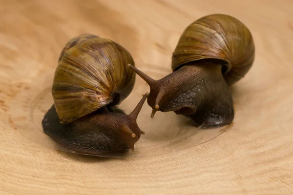 African Snails Achatina Home Wooden Background — Stock Photo, Image