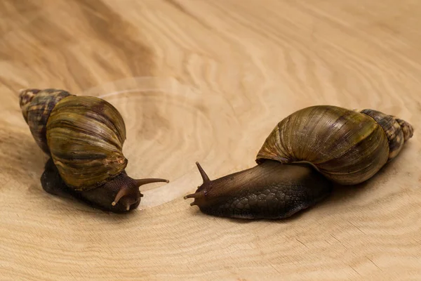 African Snails Achatina Home Wooden Background — Stock Photo, Image