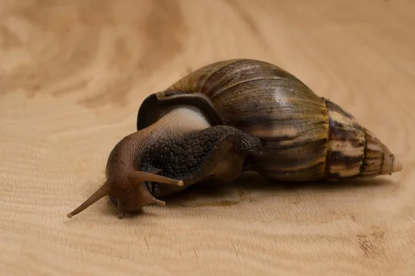 African Snail Achatina Home Wooden Background — Stock Photo, Image