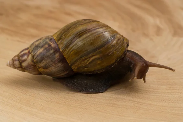 African Snail Achatina Home Wooden Background — Stock Photo, Image