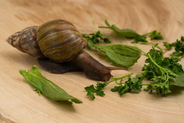 African Achatina Snail Eats Greens Home Wooden Background — Stock Photo, Image