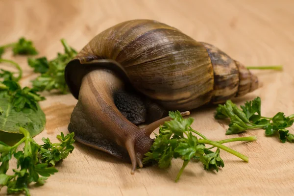 African Achatina Snail Eats Greens Home Wooden Background — Stock Photo, Image