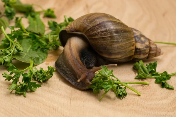 Caracol Achatina Africana Come Verduras Casa Sobre Fondo Madera — Foto de Stock