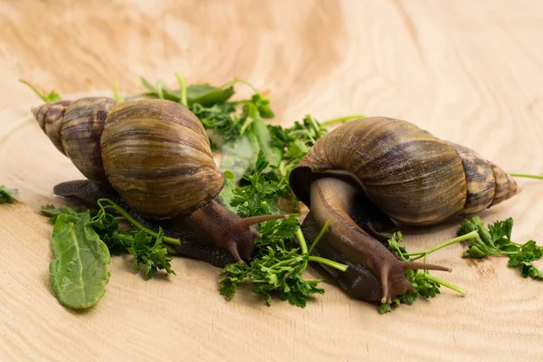 African achatina snails eats greens at home on wooden background