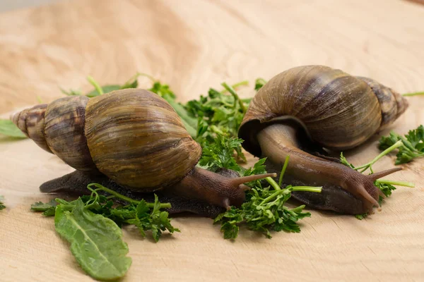 African Achatina Snails Eats Greens Home Wooden Background — Stock Photo, Image