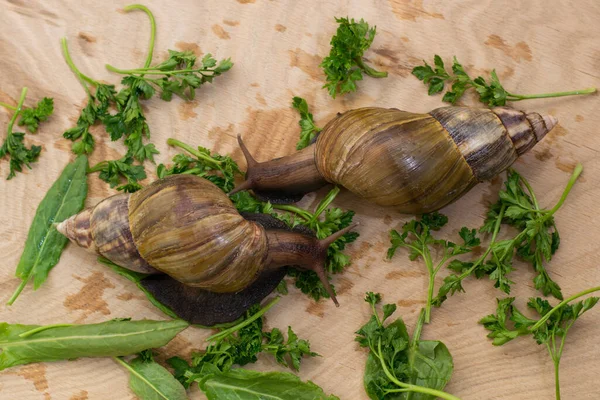 African Achatina Snails Eats Greens Home Wooden Background — Stock Photo, Image