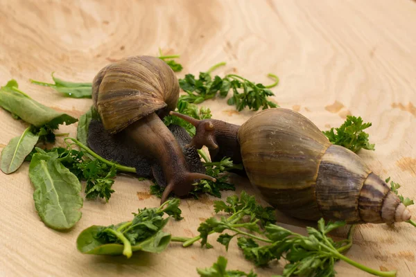 African achatina snails eats greens at home on wooden background