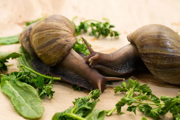 African Achatina Snails Eats Greens Home Wooden Background — Stock Photo, Image