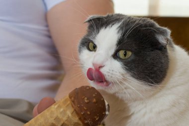 Komik siyah beyaz kedi dondurma yiyor.