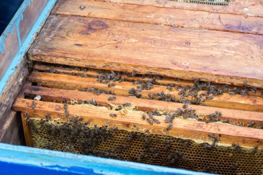 Arı kovanında bal peteğindeki arıların fotoğrafı