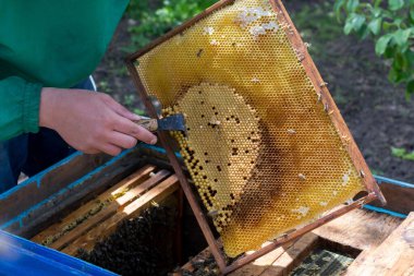 Bal peteğinin çerçevesini elinde tutan arıcı arıları ve arıları temizliyor.