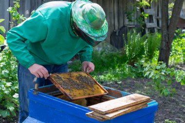 Arı yetiştiricisi arılarla bal peteğinin çerçevesini tutuyor