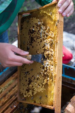 Bal peteğinin çerçevesini elinde tutan arıcı arıları ve arıları temizliyor.