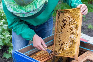 Bal peteğinin çerçevesini elinde tutan arıcı arıları ve arıları temizliyor.