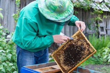 Bal peteğinin çerçevesini elinde tutan arıcı arıları ve arıları temizliyor.