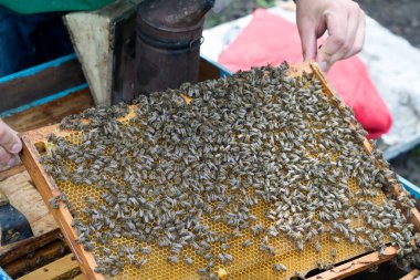 Arı yetiştiricisi arılarla bal peteğinin çerçevesini tutuyor