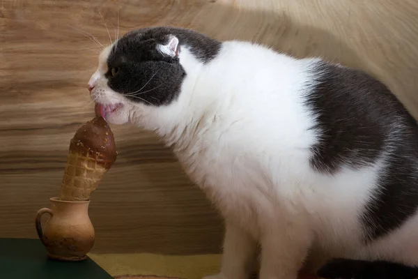 Lustige Schwarz Weiße Katze Isst Eis Auf Holzgrund — Stockfoto