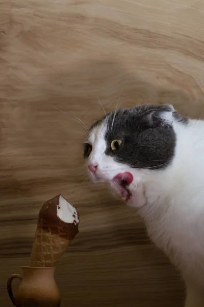 Engraçado Gato Preto Branco Comer Sorvete Fundo Madeira — Fotografia de Stock