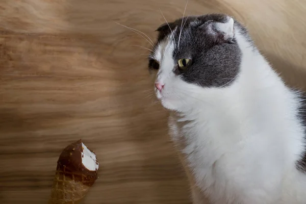Serieuze Zwart Wit Kat Met Ijs Houten Ondergrond — Stockfoto
