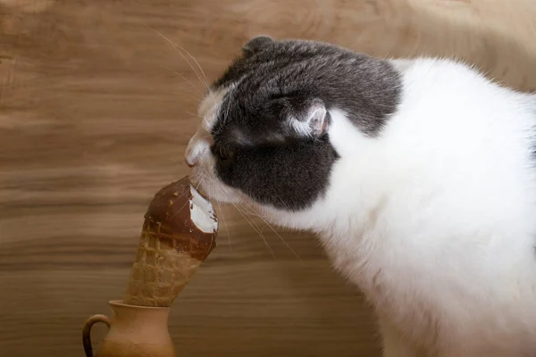 Grappig Zwart Wit Kat Eten Van Ijs Houten Achtergrond — Stockfoto